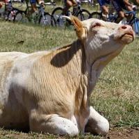Controversial cow sacrifice plan for World Cup